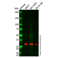 Recombinant ATG10 Antibody，重组, ExactAb™, 已验证, 见COA，阿拉丁
