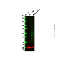 Recombinant Neuronatin Antibody，ExactAb™, Validated, 重组, 0.4 mg/mL，阿拉丁
