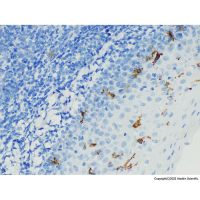 Recombinant CD1a Antibody，Carrier Free, Azide Free, Validated, Recombinant, ExactAb™, 1.0 mg/mL，阿拉丁