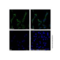 Recombinant TRAF6BP/TAX1BP1 Antibody，ExactAb™, Validated, 重组, 1.0 mg/mL，阿拉丁