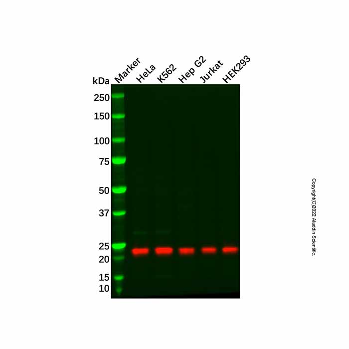 Recombinant NDUFB10 Antibody,ExactAb™, Validated, 重组, 1.0 mg/mL,阿拉丁产品图