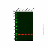 Recombinant NDUFB10 Antibody,ExactAb™, Validated, 重组, 1.0 mg/mL,阿拉丁