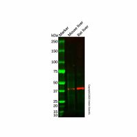 HAO1/GOX Antibody,ExactAb™, Validated, Carrier Free, 1.0 mg/mL,阿拉丁