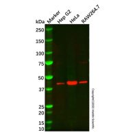 Recombinant Cdx4 Antibody，重组, ExactAb™, 已验证, 0.8 mg/mL，阿拉丁