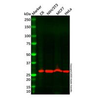 Recombinant MRPL28 Antibody，重组, ExactAb™, 已验证, 见COA，阿拉丁