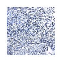 Recombinant PIM1 Antibody，ExactAb™, Validated, 重组, 0.3 mg/mL，阿拉丁