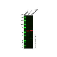 Peripherin Antibody,Validated, 1.0 mg/mL,阿拉丁