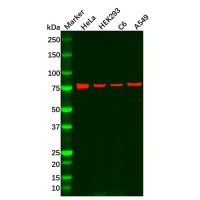 Recombinant Ezrin Antibody,ExactAb™, Validated, 重组, 0.6 mg/mL,阿拉丁