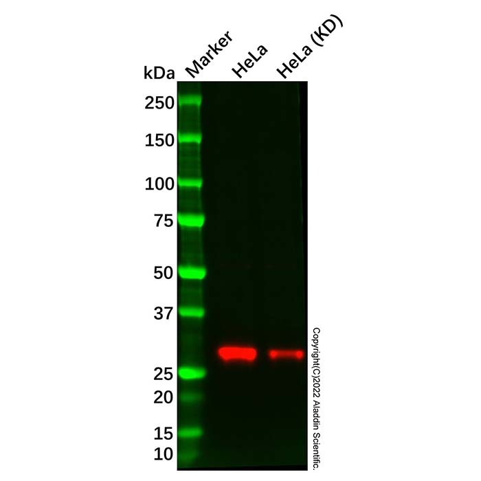 Recombinant CLIC4 Antibody，重组, ExactAb™, Validated, KD, 0.5 mg/mL，阿拉丁产品图