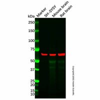 Recombinant CRMP5 Antibody,重组, ExactAb™, 已验证, 见COA,阿拉丁