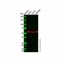 Recombinant Fyn Antibody,重组, ExactAb™, 已验证, 见COA,阿拉丁