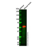 Recombinant Caspase-9 Antibody,重组, ExactAb™, 已验证, 见COA,阿拉丁