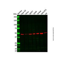 Ubiquinol-Cytochrome C Reductase Core Protein I Mouse mAb,ExactAb™, 已验证, 见COA,阿拉丁