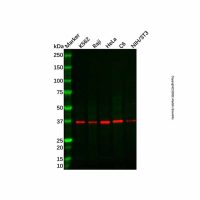Recombinant GPCR RDC1/CXCR-7 Antibody,重组, ExactAb™, 已验证, 见COA,阿拉丁