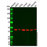 Recombinant SNF5/SMARCB1 Antibody，ExactAb™, Validated, 重组, 0.6 mg/mL，阿拉丁