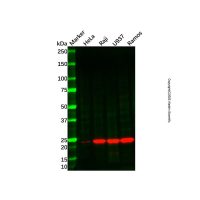 Recombinant PSMB8/LMP7 Antibody，ExactAb™, Validated, 重组, 1.0 mg/mL，阿拉丁