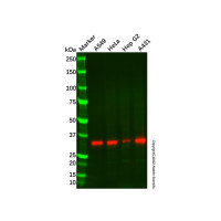Annexin A3/ANXA3 Mouse mAb，无载体, ExactAb™, 已验证, 高性能, 见COA，阿拉丁