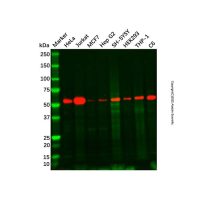 Recombinant NUP50 Antibody，重组, ExactAb™, 已验证, 见COA，阿拉丁