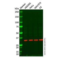 RPS2 Antibody,ExactAb™, Validated, Carrier Free, 1.0 mg/mL,阿拉丁