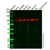Cellular Apoptosis Susceptibility/CSE1L Antibody,ExactAb™, 已验证, 无载体, 1.0 mg/mL,阿拉丁
