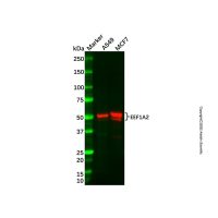 Recombinant EEF1A2 Antibody,ExactAb™, Validated, 重组, 0.6 mg/mL,阿拉丁