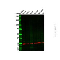 Recombinant Relaxin 2/RLN2 Antibody,ExactAb™, Validated, 重组, 0.5 mg/mL,阿拉丁