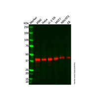 Recombinant Bmi1 Antibody,ExactAb™, Validated, 重组, 0.7 mg/mL,阿拉丁