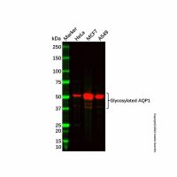 Recombinant Aquaporin 1 Antibody,ExactAb™, Validated, 重组, 0.2 mg/mL,阿拉丁