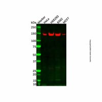 Recombinant KAT13A/SRC1 Antibody，重组, ExactAb™, 已验证, 见COA，阿拉丁