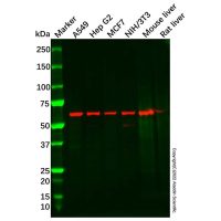 USP30 Antibody,ExactAb™, Validated, Carrier Free, 1.0 mg/mL,阿拉丁