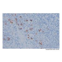 Recombinant IgG4 Antibody，ExactAb™, Validated, Recombinant, 0.24 mg/mL，阿拉丁