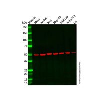 Recombinant ATPB Antibody，重组, ExactAb™, 已验证, 高性能, 见COA，阿拉丁