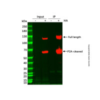 Anti-HA 亲和层析介质，BioReagent, 50% v/v，阿拉丁