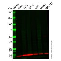 S100A10 Mouse mAb,ExactAb™, 已验证, 0.5 mg/mL,阿拉丁