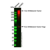 Recombinant Von Willebrand Factor Antibody，ExactAb™, Validated, 重组, 1.0 mg/mL，阿拉丁