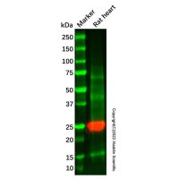 Recombinant Myosin light chain 3 Antibody,重组, ExactAb™, 已验证, 高性能, 见COA,阿拉丁