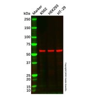TCP1 eta Antibody,ExactAb™, Validated, 1.0 mg/mL,阿拉丁