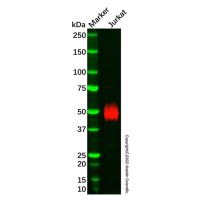 Recombinant CD2 Antibody,重组, ExactAb™, 已验证, 见COA,阿拉丁