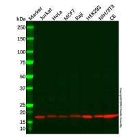 Recombinant Pin1 Antibody，重组, ExactAb™, 已验证, 见COA，阿拉丁