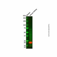 FHIT Antibody,Validated, 1.0 mg/mL,阿拉丁