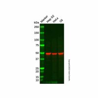 Recombinant PDIA6 Antibody,重组, ExactAb™, 已验证, 见COA,阿拉丁