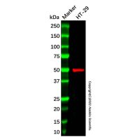 Cannabinoid Receptor I Antibody,已验证, ExactAb™, 1.0 mg/mL,阿拉丁