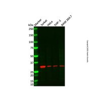 Bone marrow stromal cell antigen 1 Antibody，Validated, 1.0 mg/mL，阿拉丁