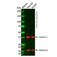 ASRGL1 Mouse mAb，无载体, ExactAb™, 已验证, 1.0 mg/mL，阿拉丁