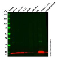 Recombinant NDUFB2 Antibody，ExactAb™, Validated, 重组, 0.5 mg/mL，阿拉丁