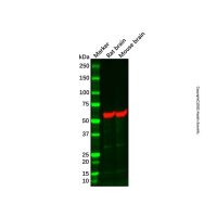 CAMK2B Mouse mAb，ExactAb™, 已验证, 无载体, 0.5 mg/mL，阿拉丁