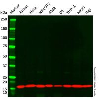 COX IV Mouse mAb,ExactAb™, Validated, 2.0 mg/mL,阿拉丁