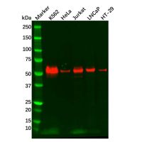 Recombinant c-Myc Antibody,ExactAb™, Validated, 重组, 0.3 mg/mL,阿拉丁