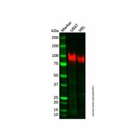 Recombinant CD36 Antibody，重组, ExactAb™, 已验证, 见COA，阿拉丁