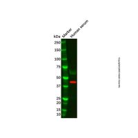 APOA4/Apo-AIV Mouse mAb,ExactAb™, 已验证, 0.5 mg/mL,阿拉丁